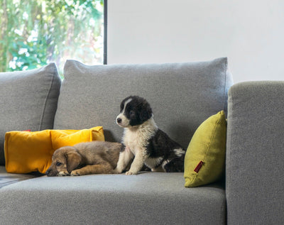 Le canapé idéal pour les propriétaires de chiens : Housses de canapé amovibles et lavables