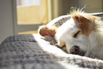 L'endroit idéal pour dormir pour ton chien : conseils et recommandations